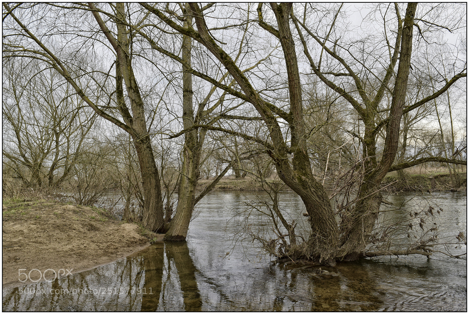 Nikon D3300 sample photo. Because the trees do photography
