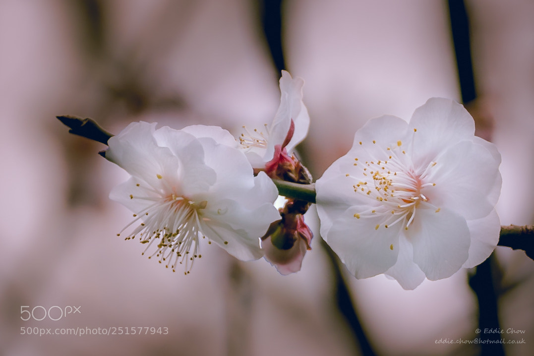 Leica V-Lux (Typ 114) sample photo. Flower 19 - spring photography