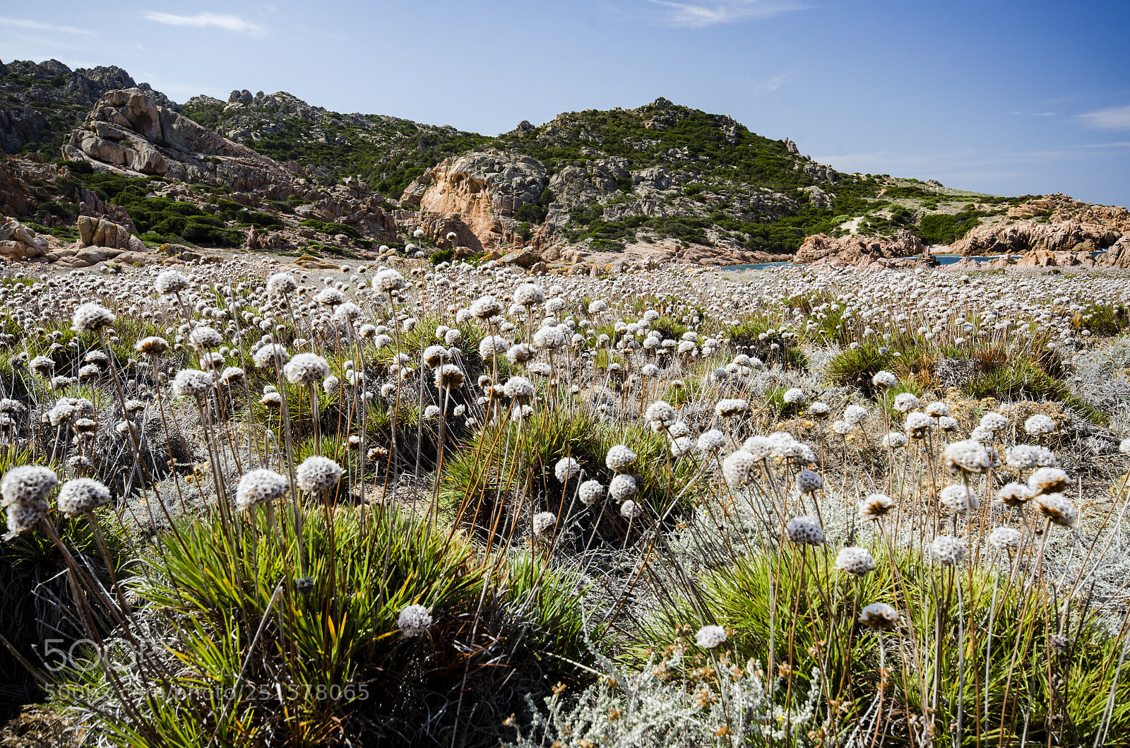 Nikon D7000 sample photo. A sea of flowers... photography