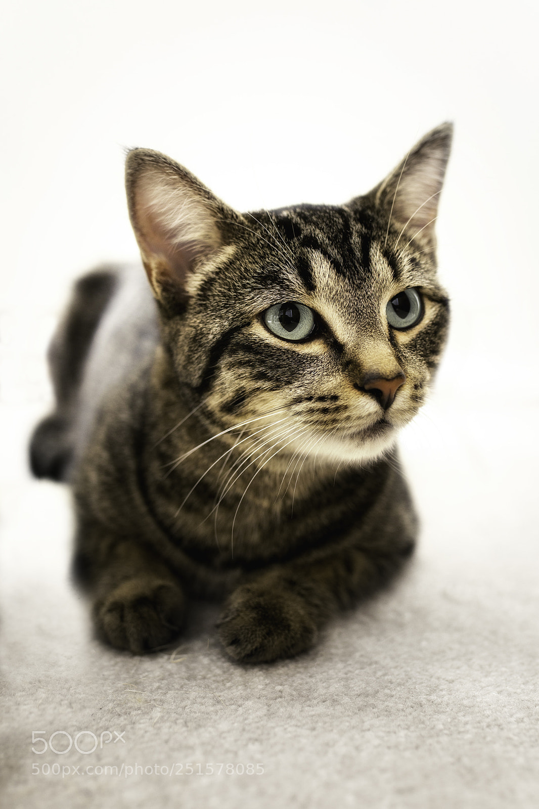 Canon EOS-1D X sample photo. Relaxed alert photography