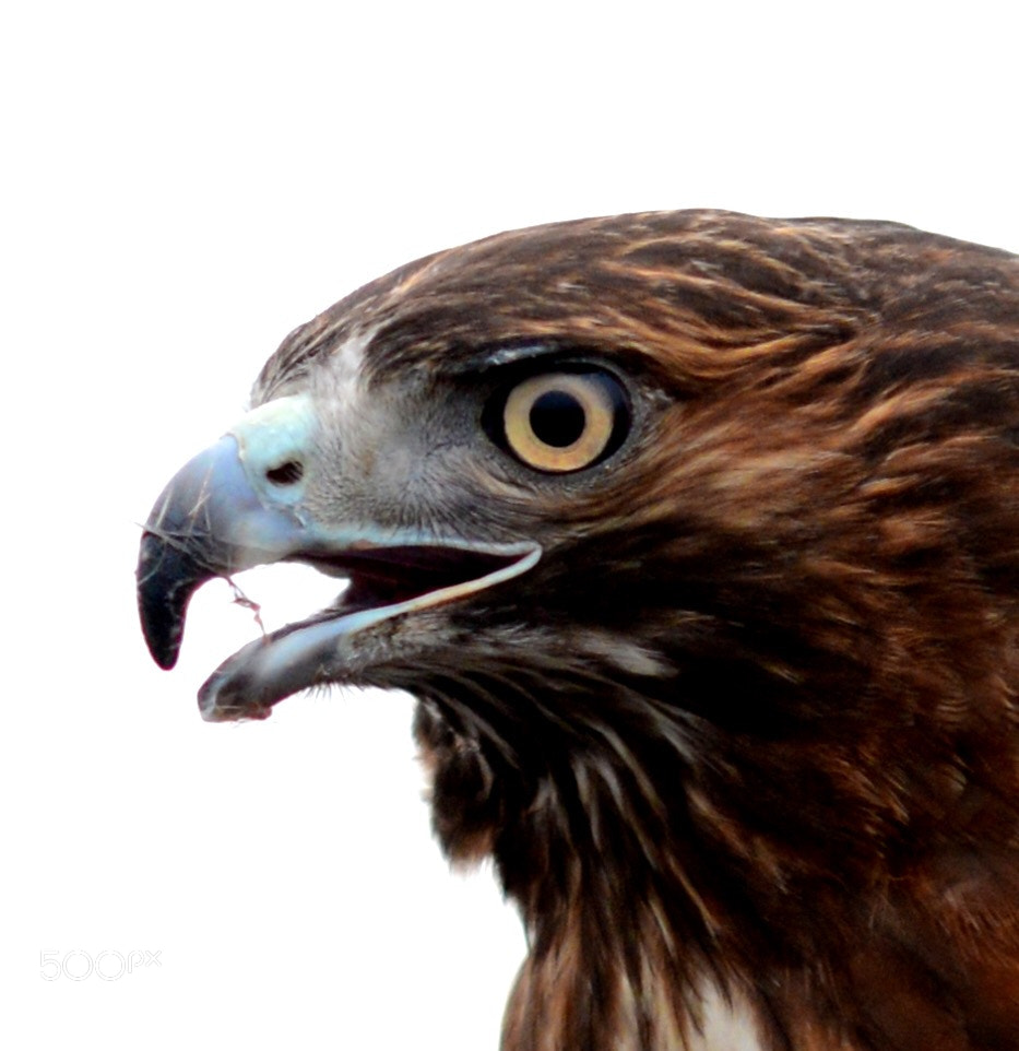 Nikon D600 sample photo. Hawk eye  photography
