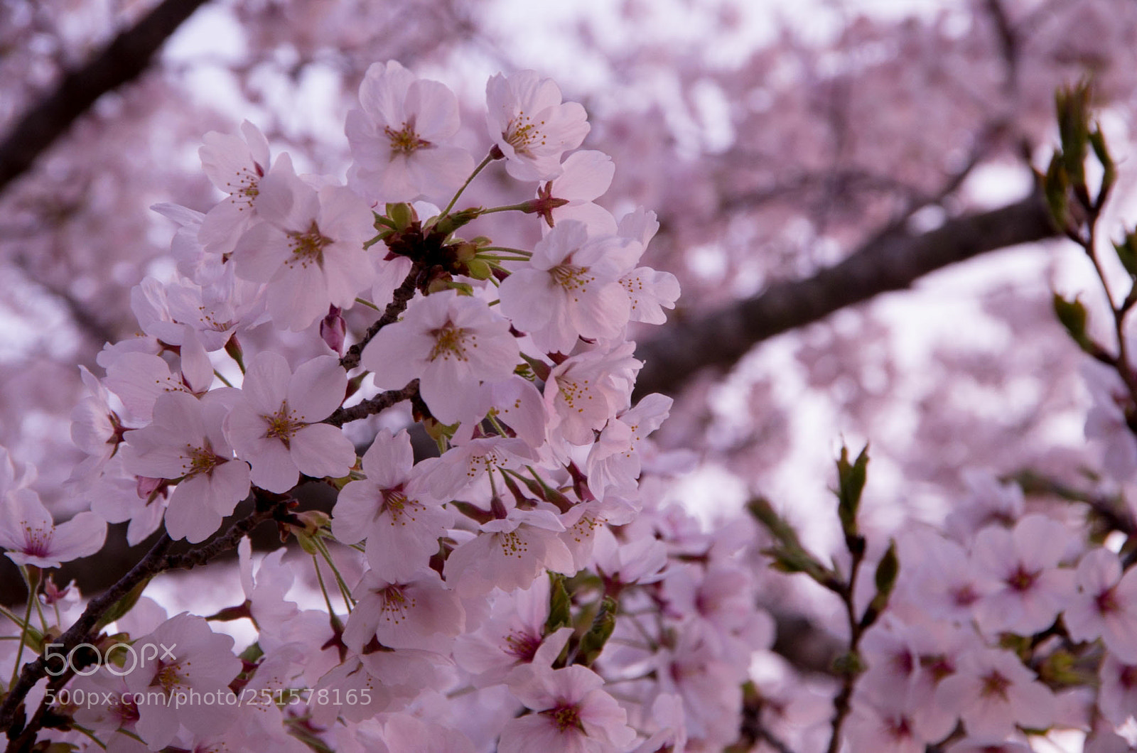 Pentax K-30 sample photo. 桜 photography