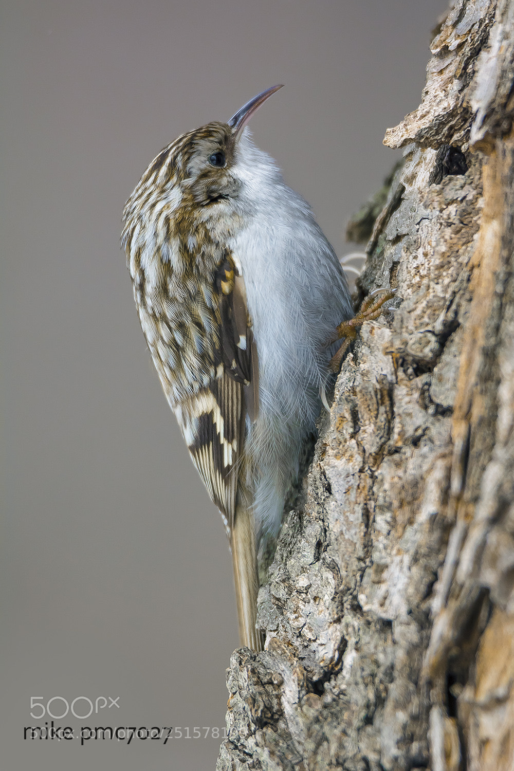 Nikon D7100 sample photo. Common treecreeper photography