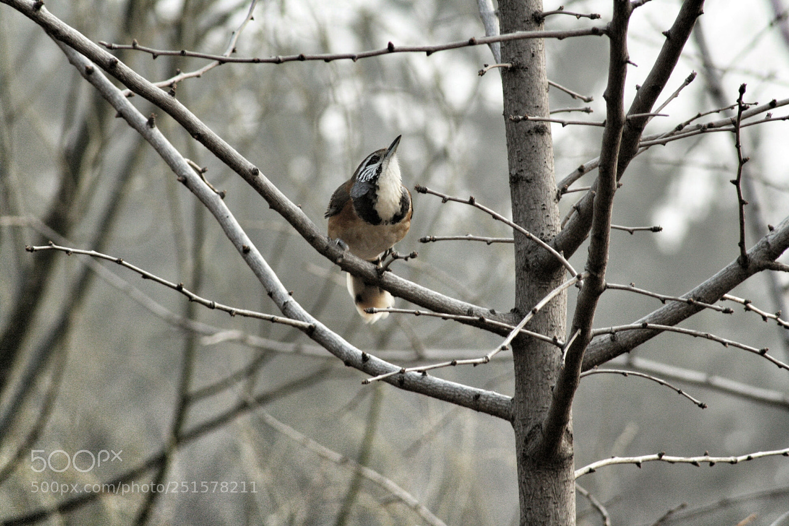 Canon EOS 1000D (EOS Digital Rebel XS / EOS Kiss F) sample photo. Picture the bird. photography