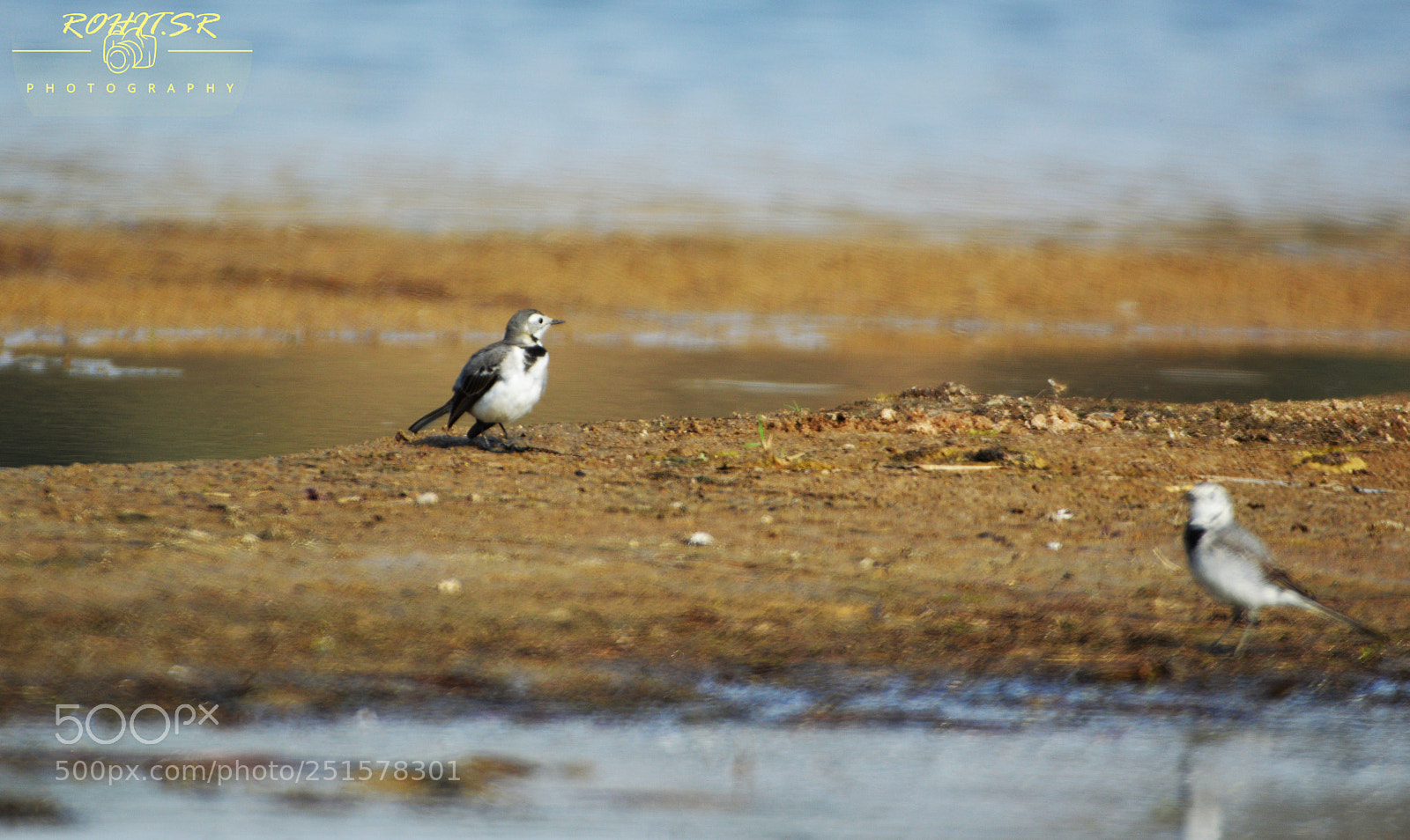 Nikon D3200 sample photo. White wagtail photography
