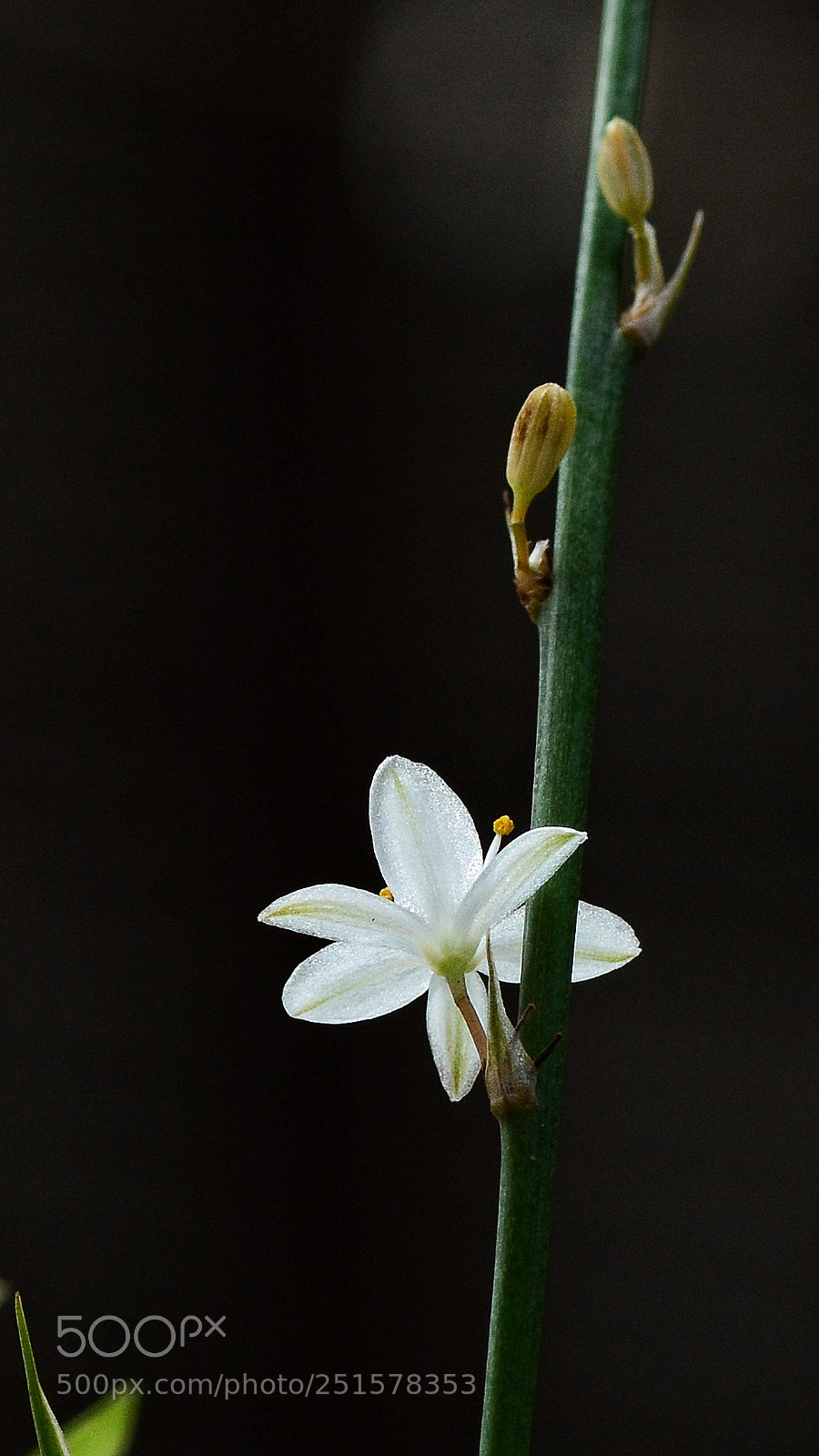 Nikon D7100 sample photo. Untitled photography