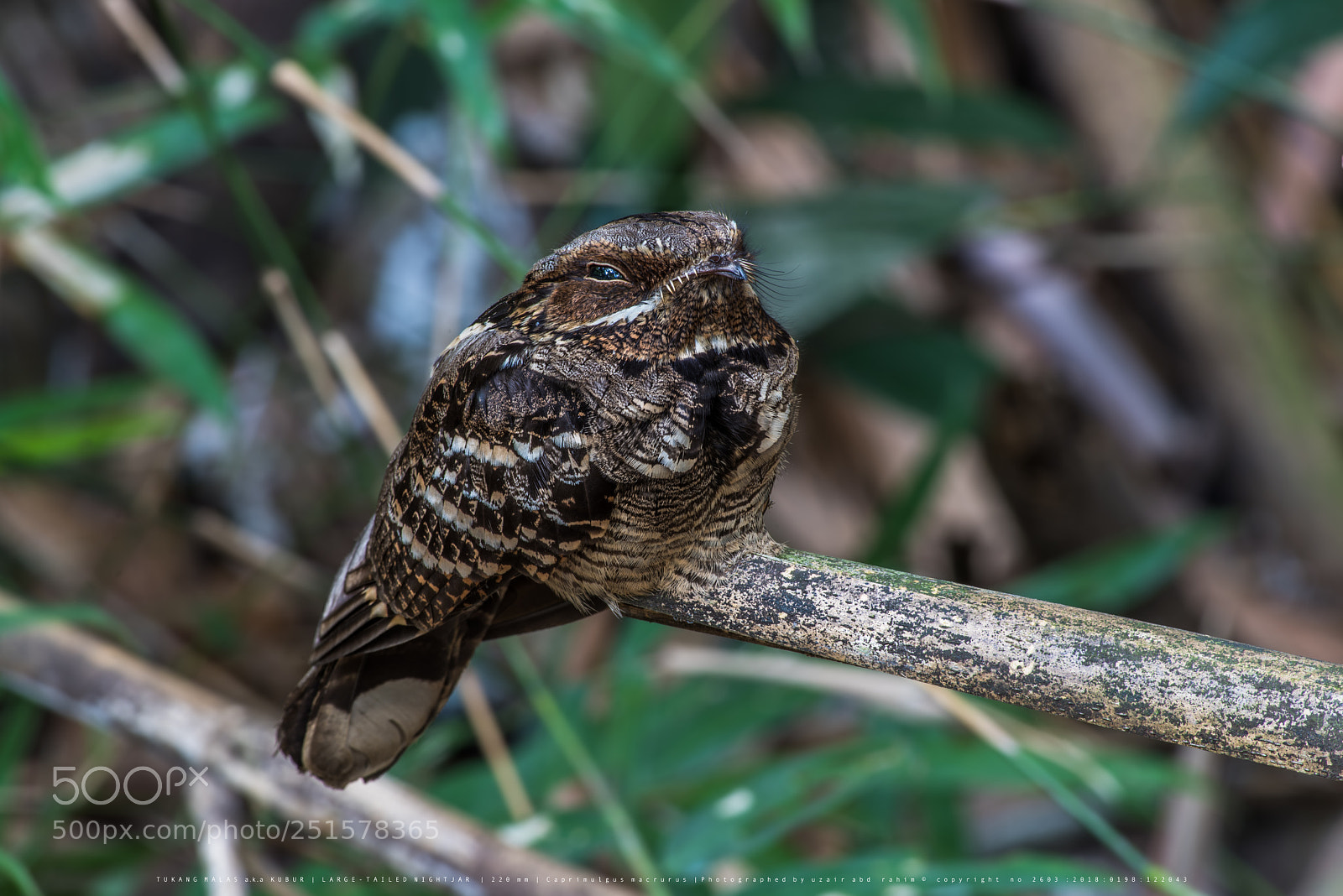 Nikon D810 sample photo. Large-tailed nightjar photography