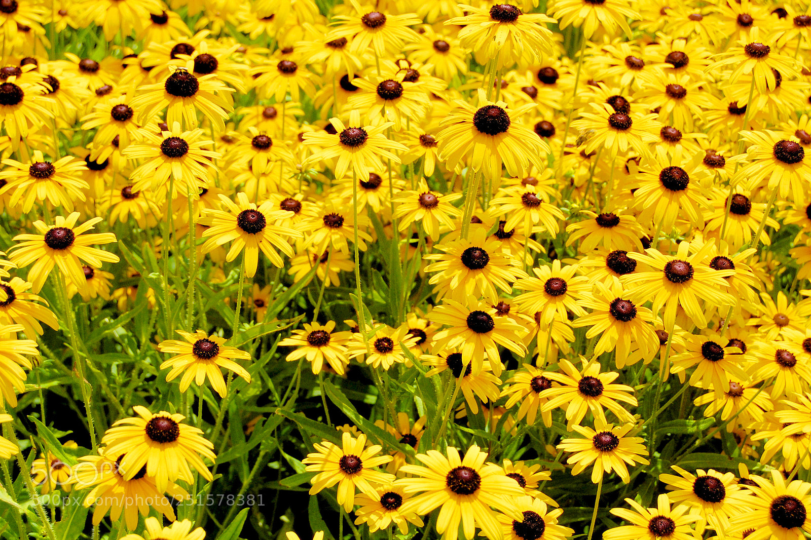 Nikon D40 sample photo. Happy photography
