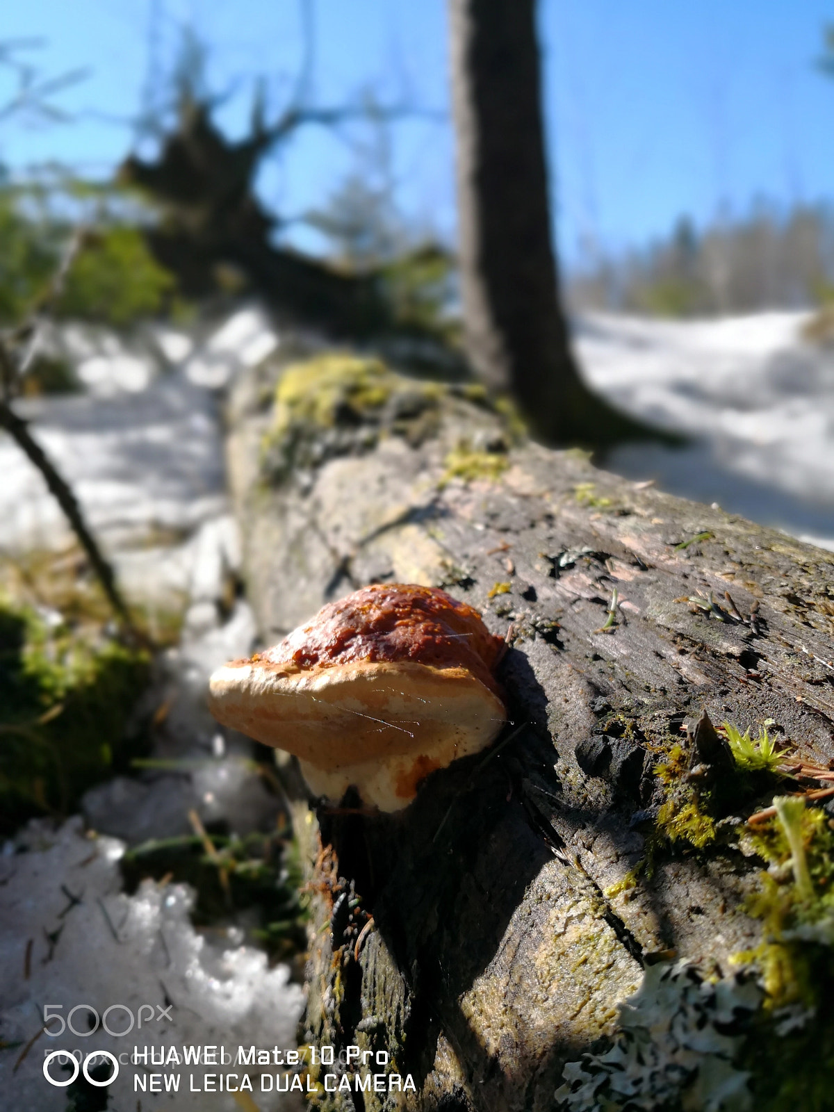 HUAWEI Mate 10 Pro sample photo. Spring photography