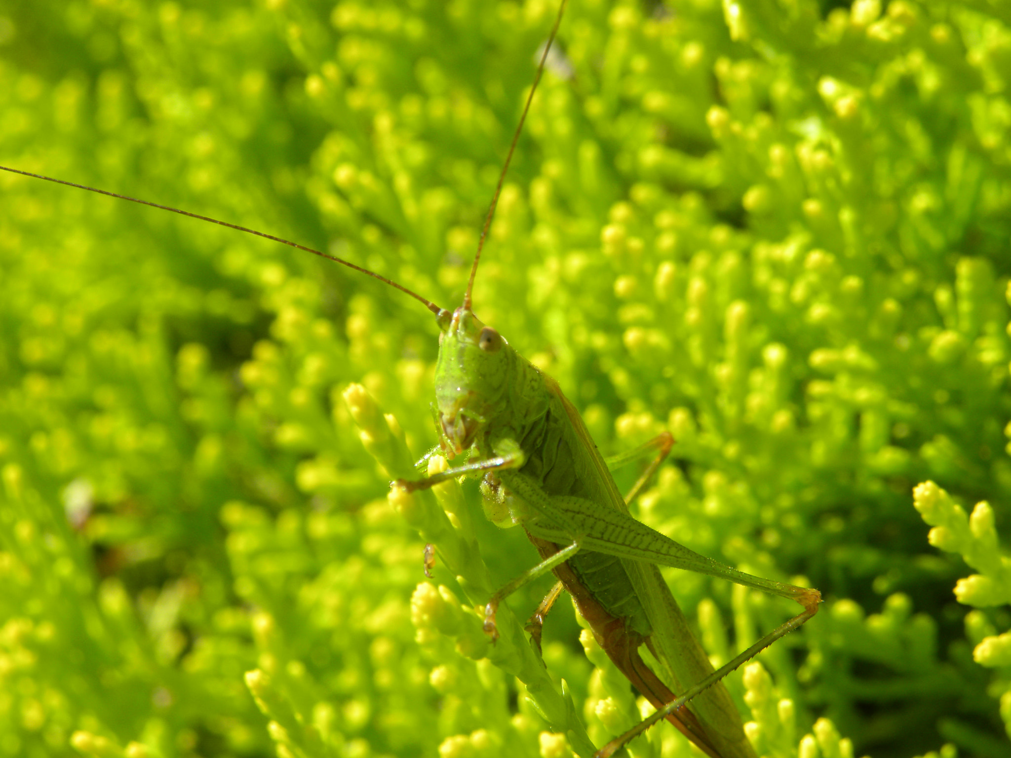 Nikon Coolpix P90 sample photo. Grasshopper photography
