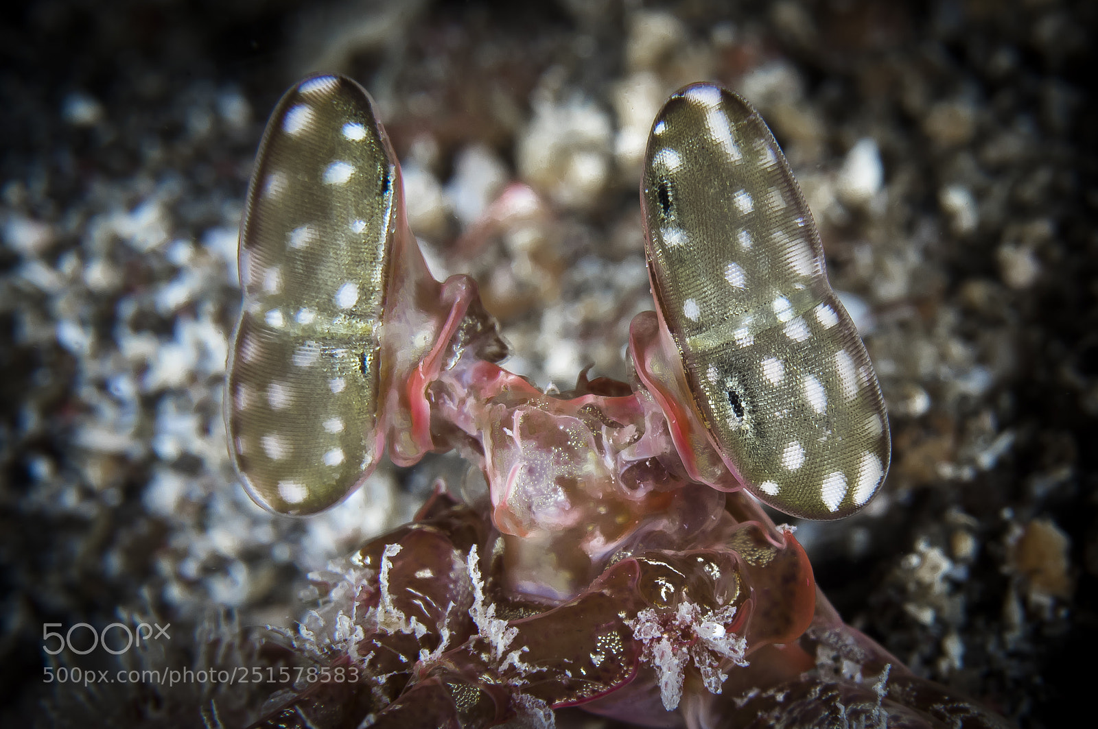 Canon EOS 5D Mark IV sample photo. Giant mantis shrimp eyes photography
