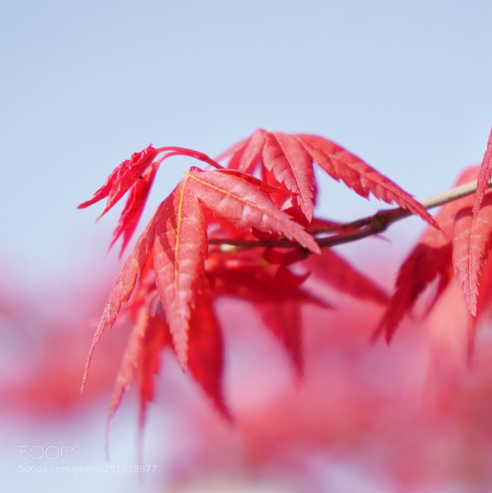Sony a6000 sample photo. 3/31/2018 photography