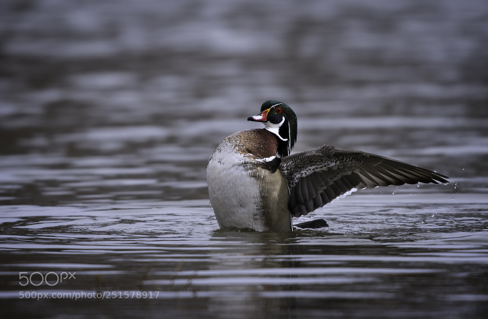 Nikon D500 sample photo. Wood duck photography