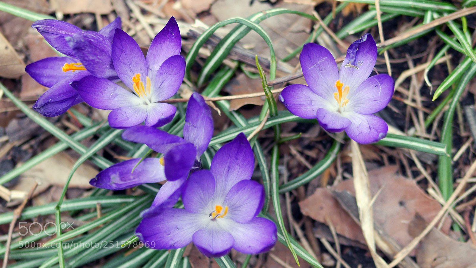 Panasonic Lumix DMC-GH3 sample photo. Purple photography