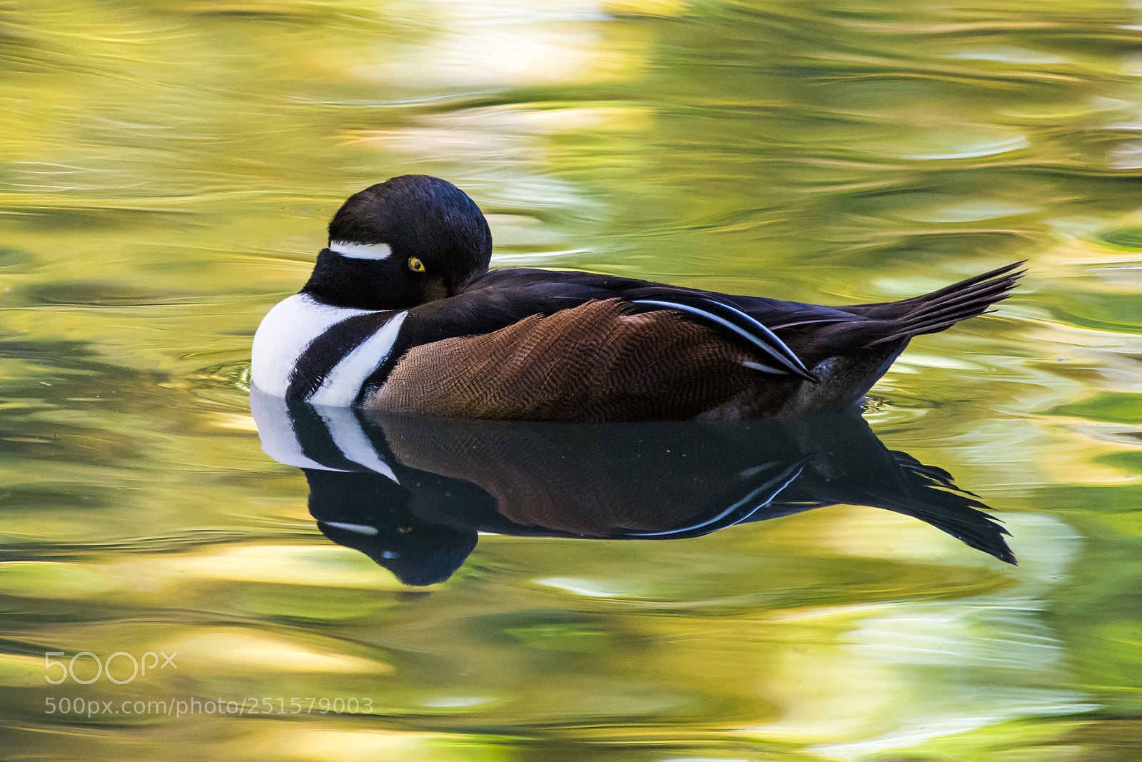 Nikon D810 sample photo. Hooded merganser iii photography
