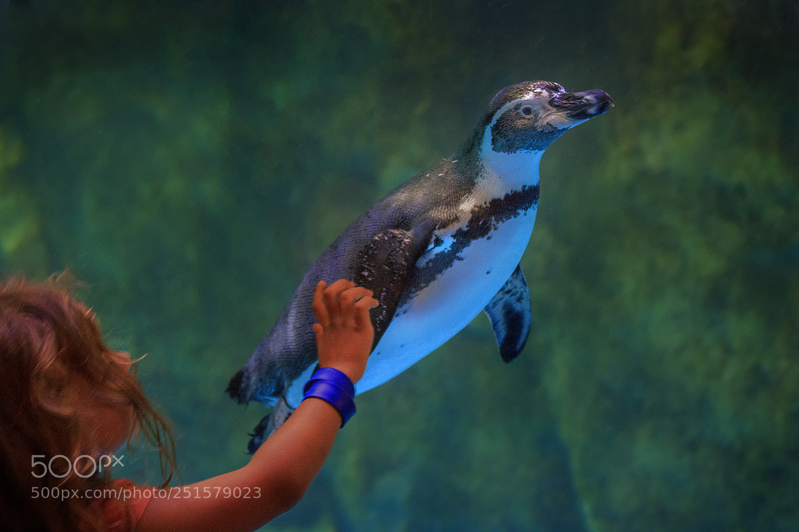 Canon EOS 60D sample photo. Funny penguins photography
