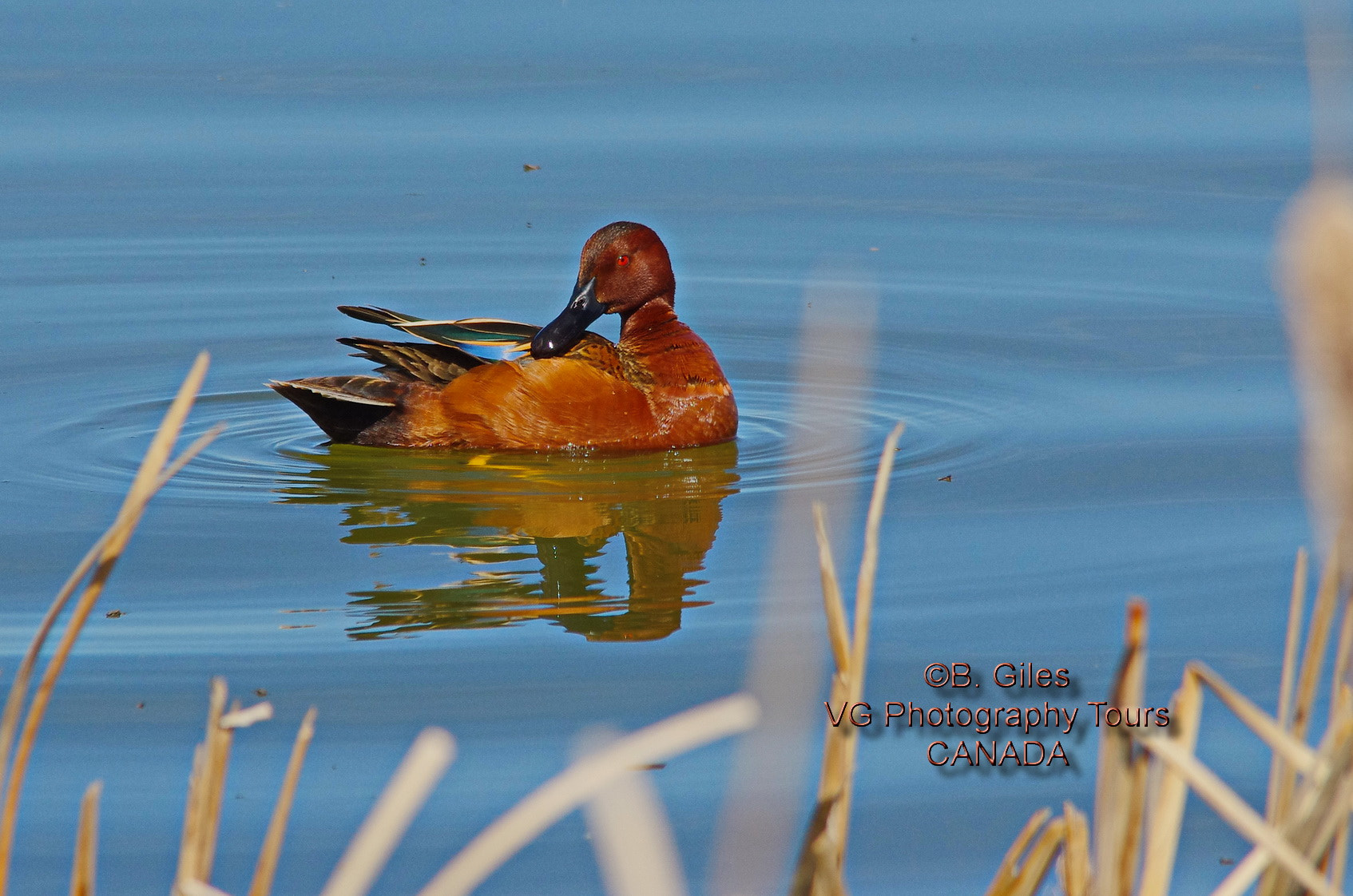 Pentax K-5 IIs sample photo. Cinnamon teal photography