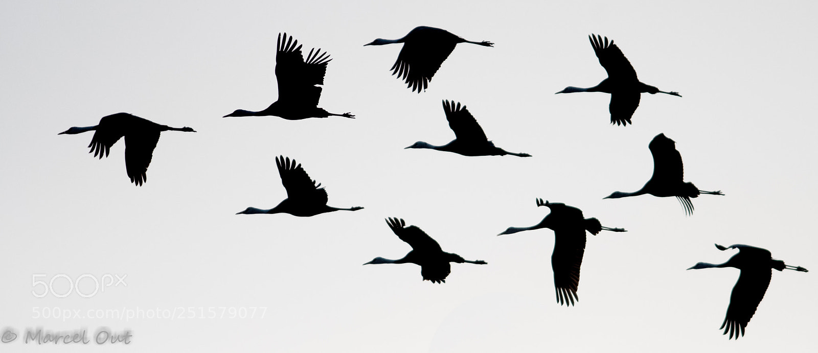 Nikon D500 sample photo. Just cranes photography