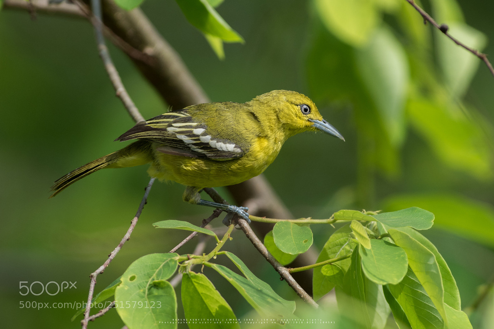Nikon D810 sample photo. Common iora photography
