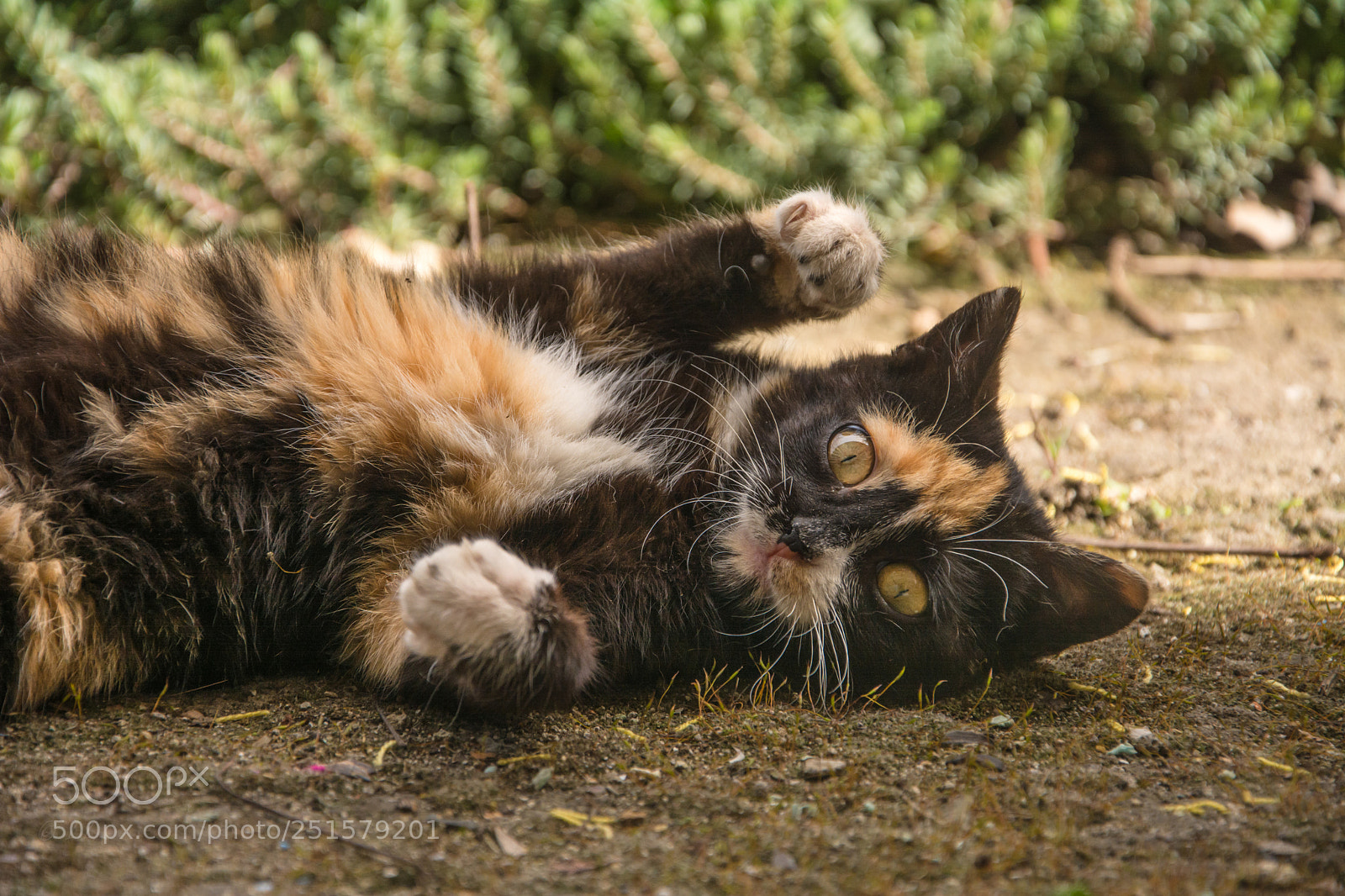 Nikon D7100 sample photo. Hi, kitty photography