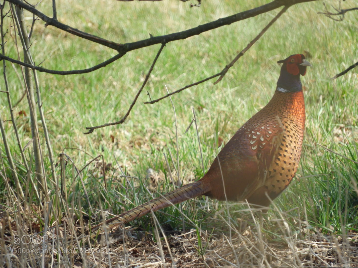 Nikon Coolpix B700 sample photo. Fazant binnenveld photography