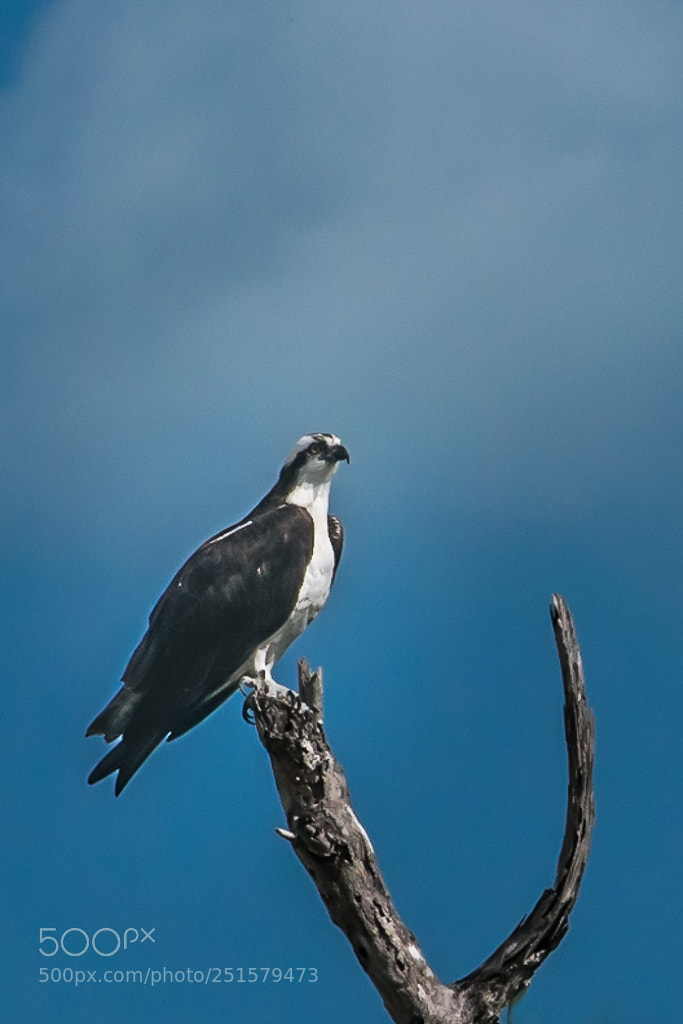 Nikon D5300 sample photo. Lonely eagle in yucatan photography