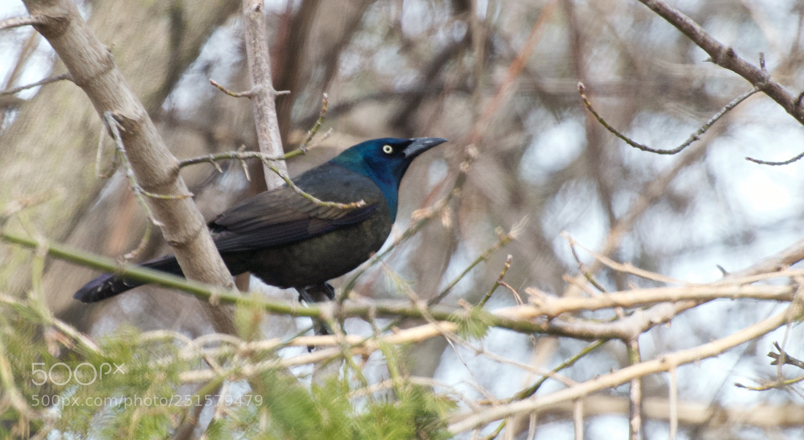 Nikon D80 sample photo. Common grackle photography