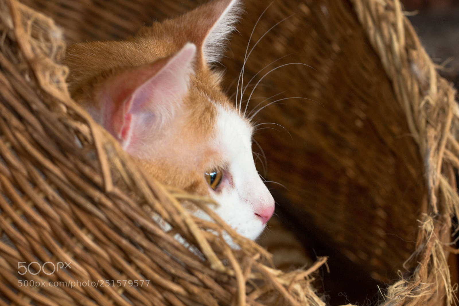 Canon EOS 70D sample photo. Cat,kitty isolate on background,front photography