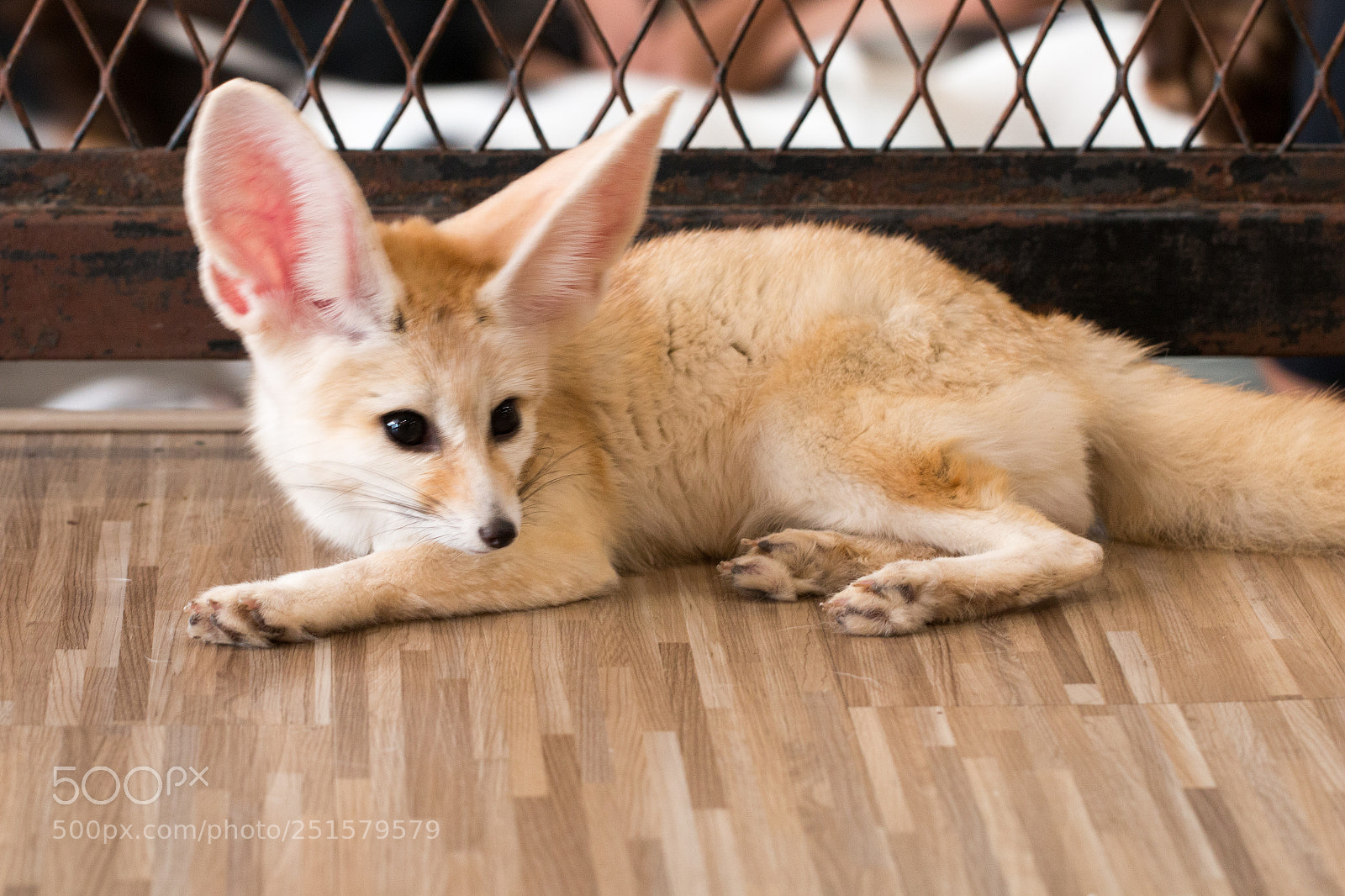 Canon EOS 70D sample photo. Fennec fox 1 year photography