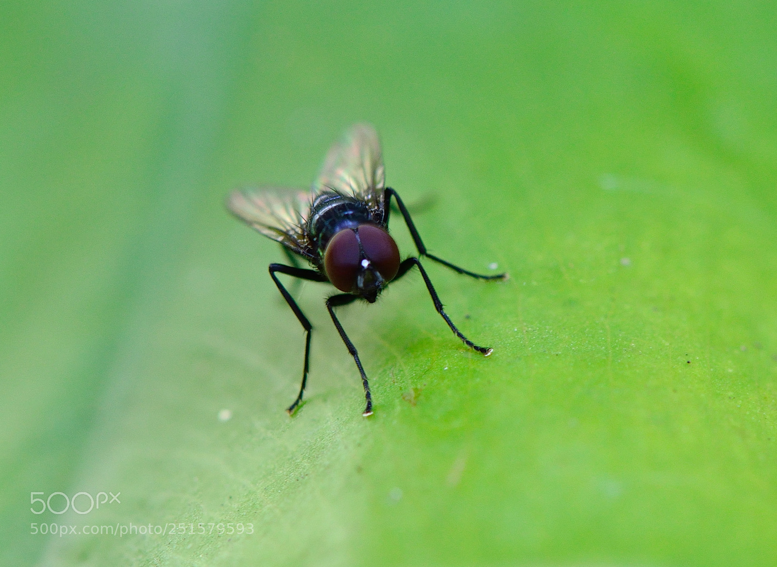 Nikon D610 sample photo. 蠅蝶圖 photography