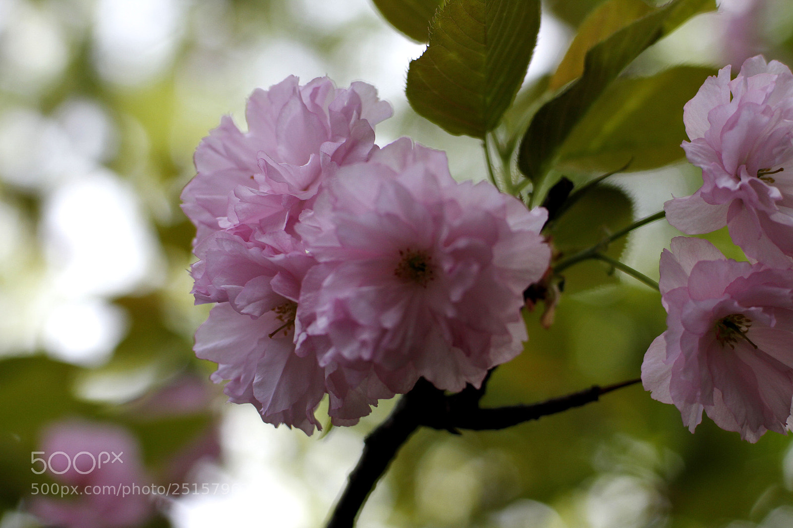 Canon EOS 7D sample photo. Flower photography
