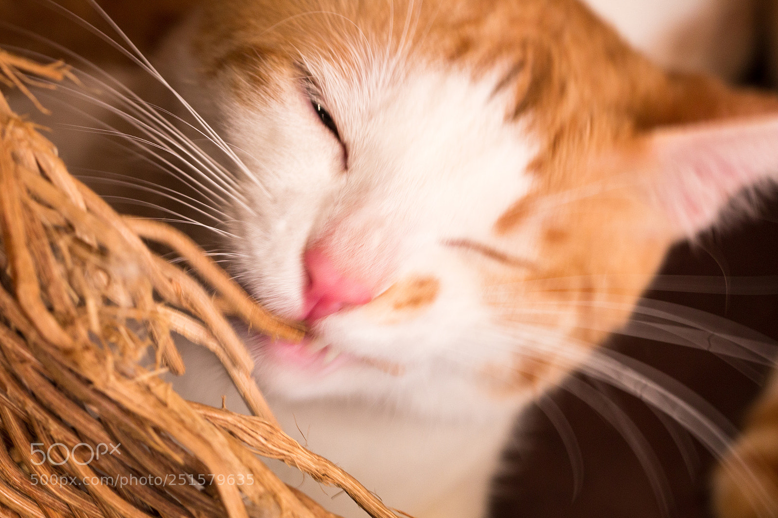 Canon EOS 70D sample photo. Cat,kitty isolate on background,front photography