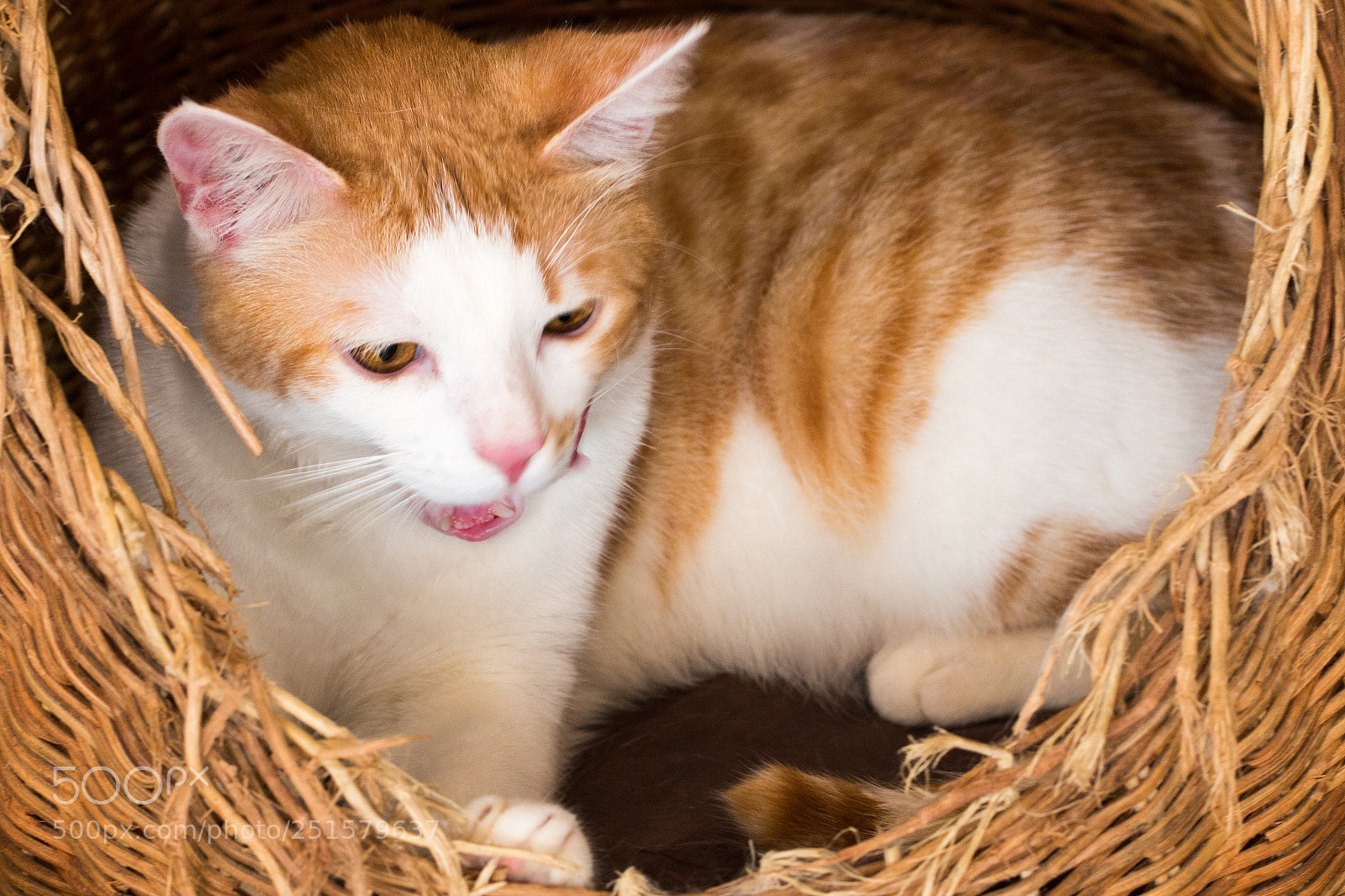 Canon EOS 70D sample photo. Cat,kitty isolate on background,front photography