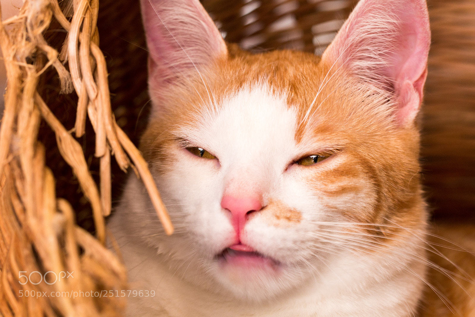 Canon EOS 70D sample photo. Cat,kitty isolate on background,front photography