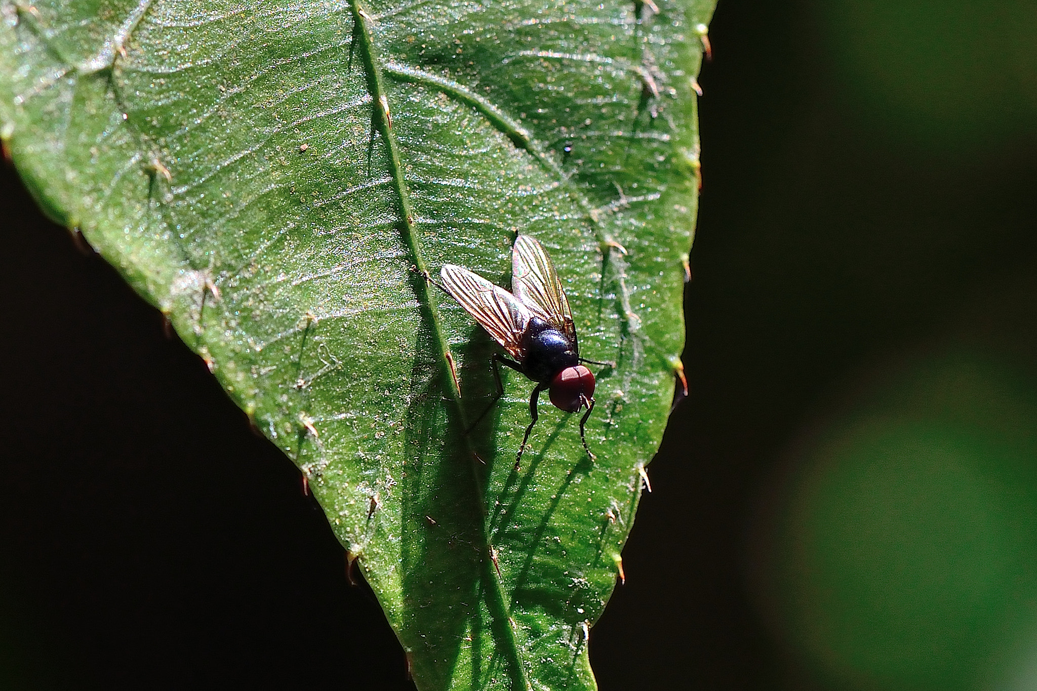 Nikon AF-S Micro-Nikkor 105mm F2.8G IF-ED VR sample photo. Dsc photography