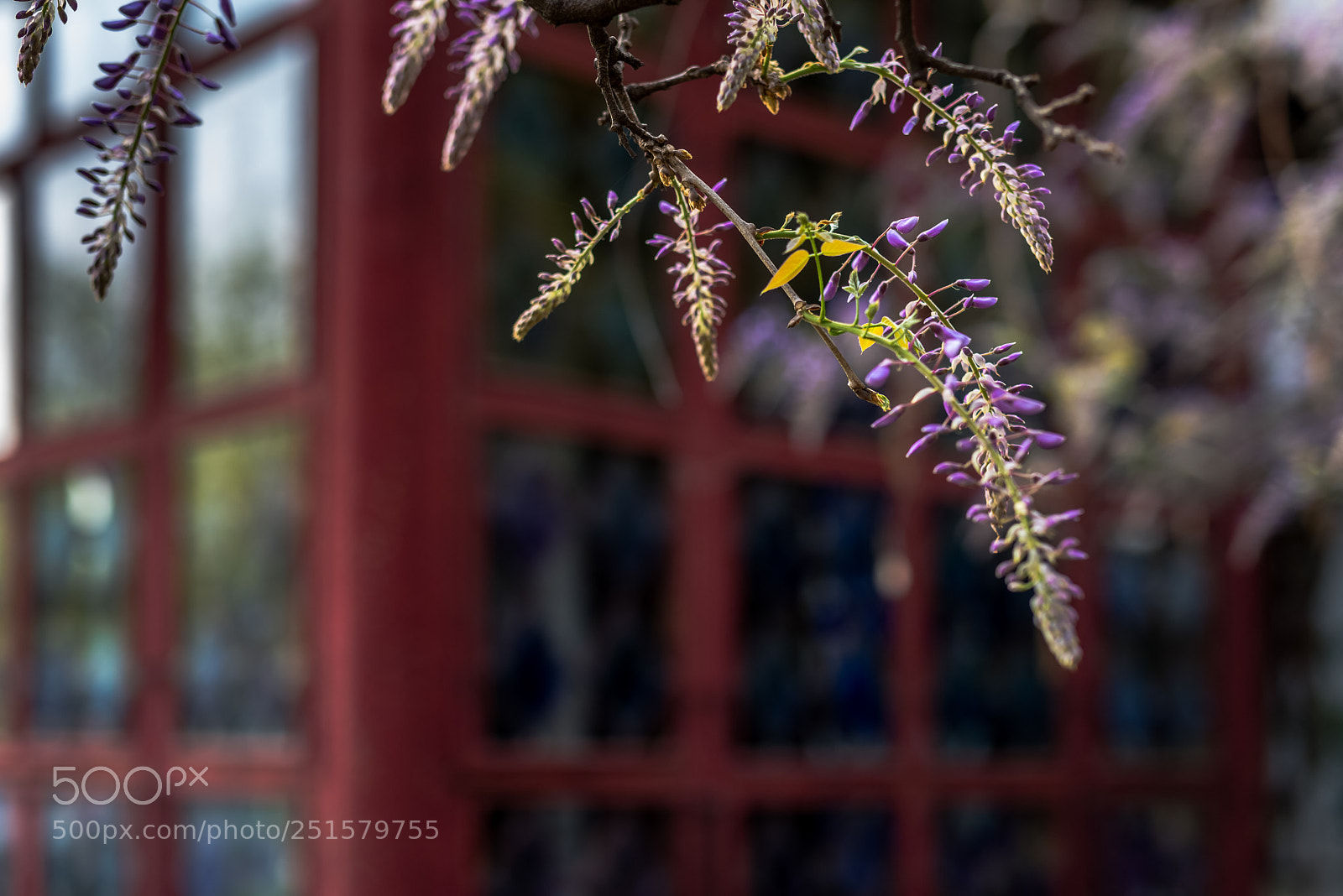 Nikon D810 sample photo. 不知道什么花。。。 photography