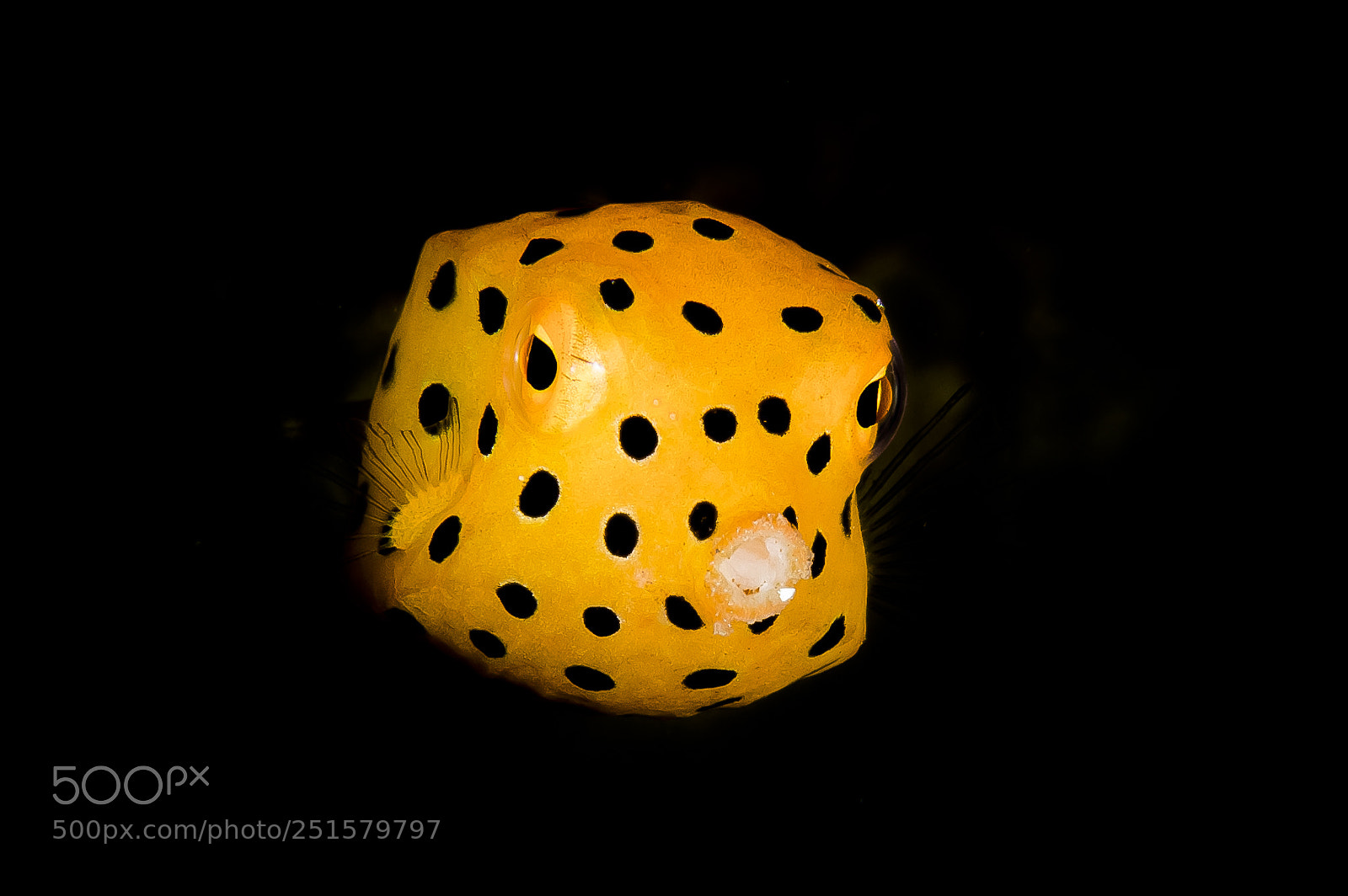 Canon EOS 5D Mark IV sample photo. Juvenile yellow boxfish photography