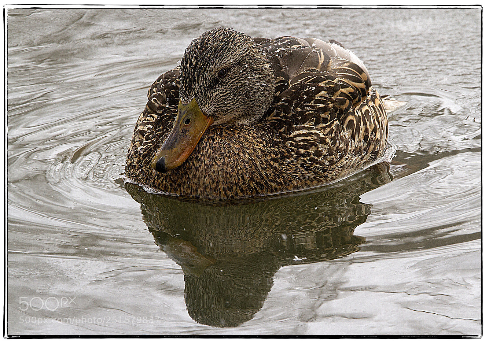 Canon EOS 7D sample photo. Female mallard on a photography