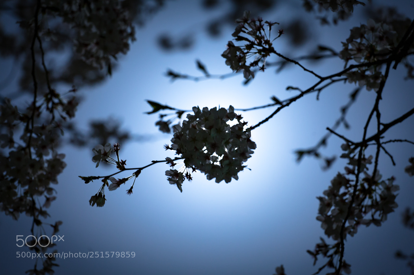 Canon EOS 5D Mark II sample photo. Cherry at night photography