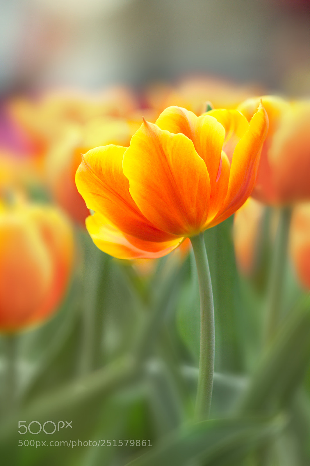 Canon EOS 60D sample photo. Tulip photography