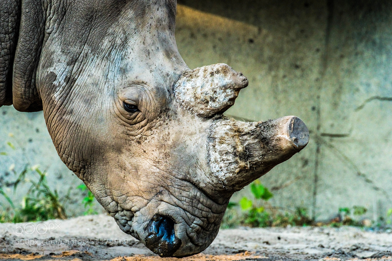 Sony a9 sample photo. Profile of a rhino photography