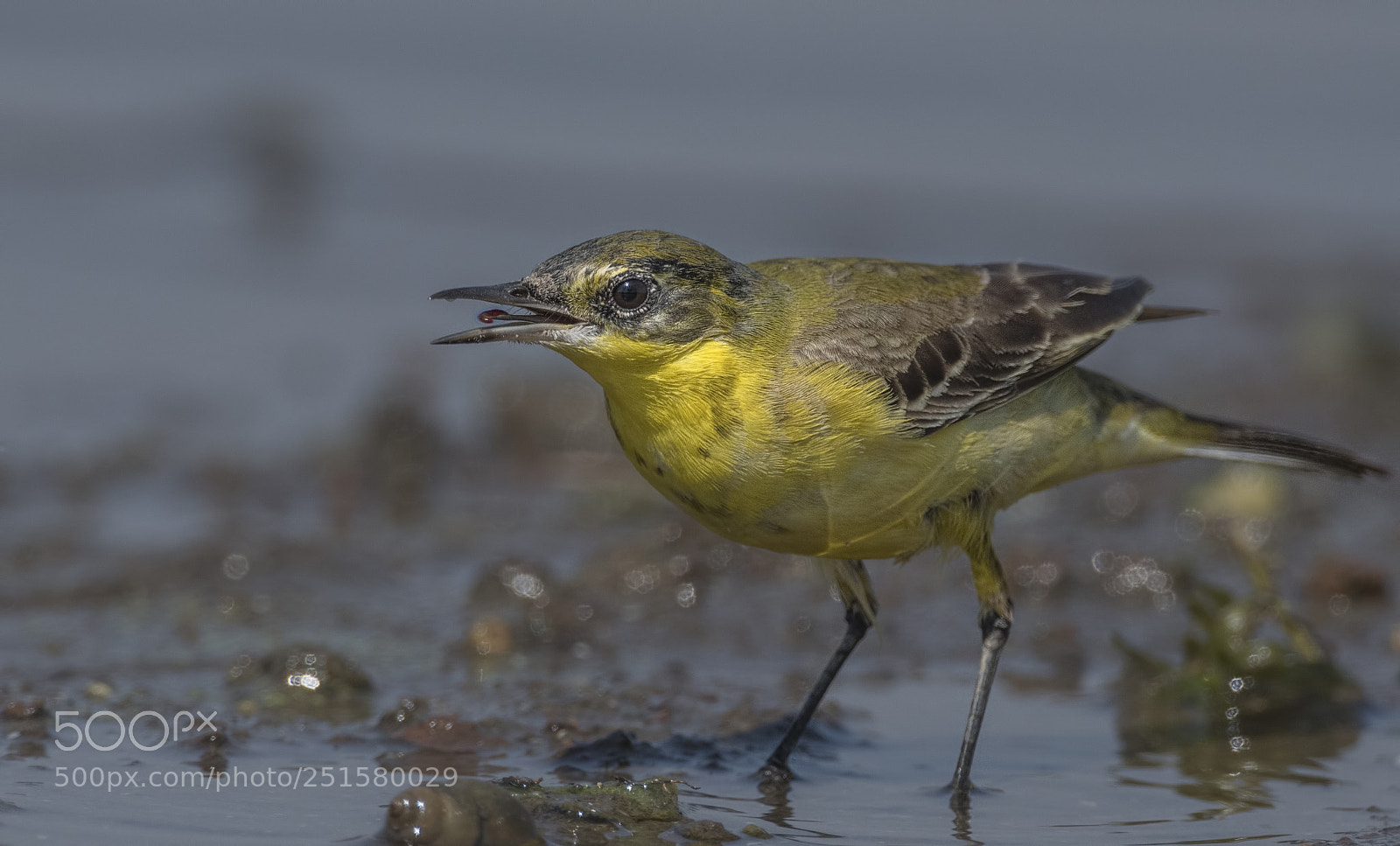Nikon D500 sample photo. Yellow wagtail photography