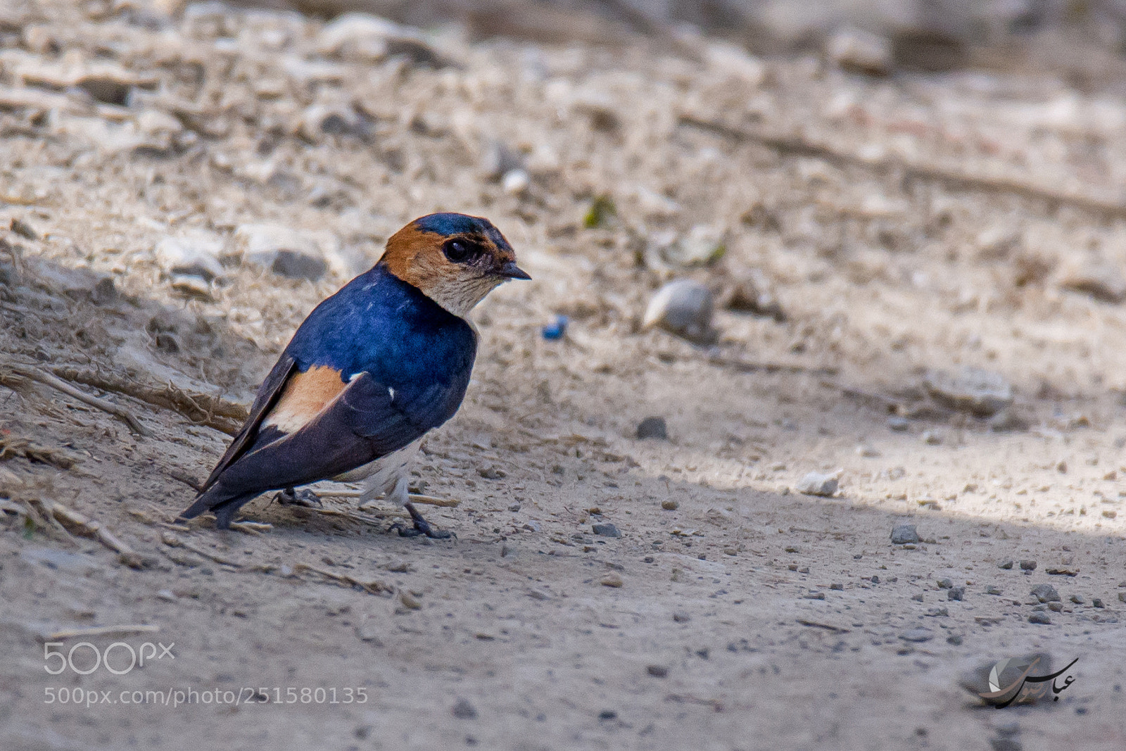 Nikon D7100 sample photo. Red-rumped swallow photography