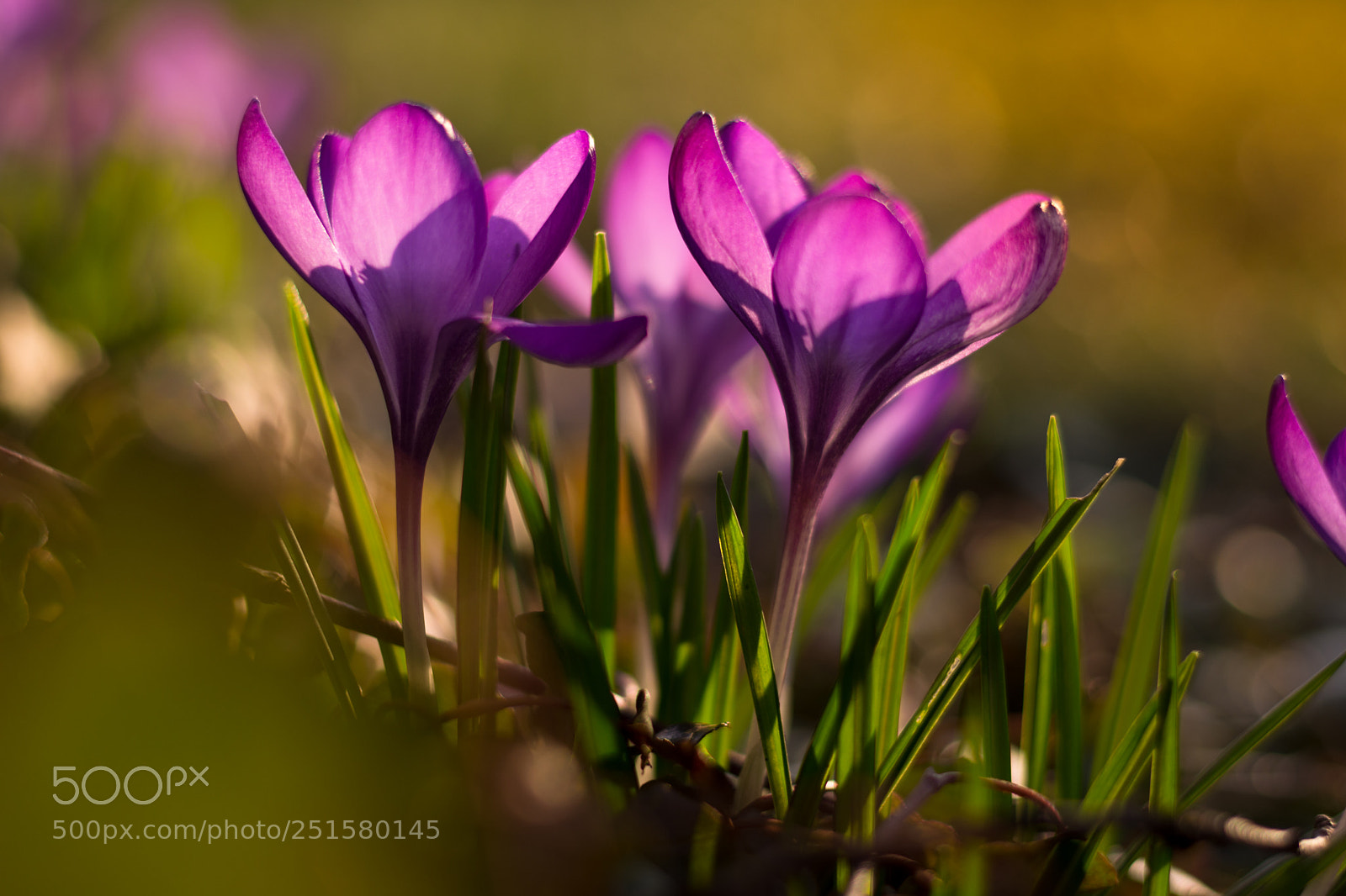 Nikon D7200 sample photo. Easter-crocus photography