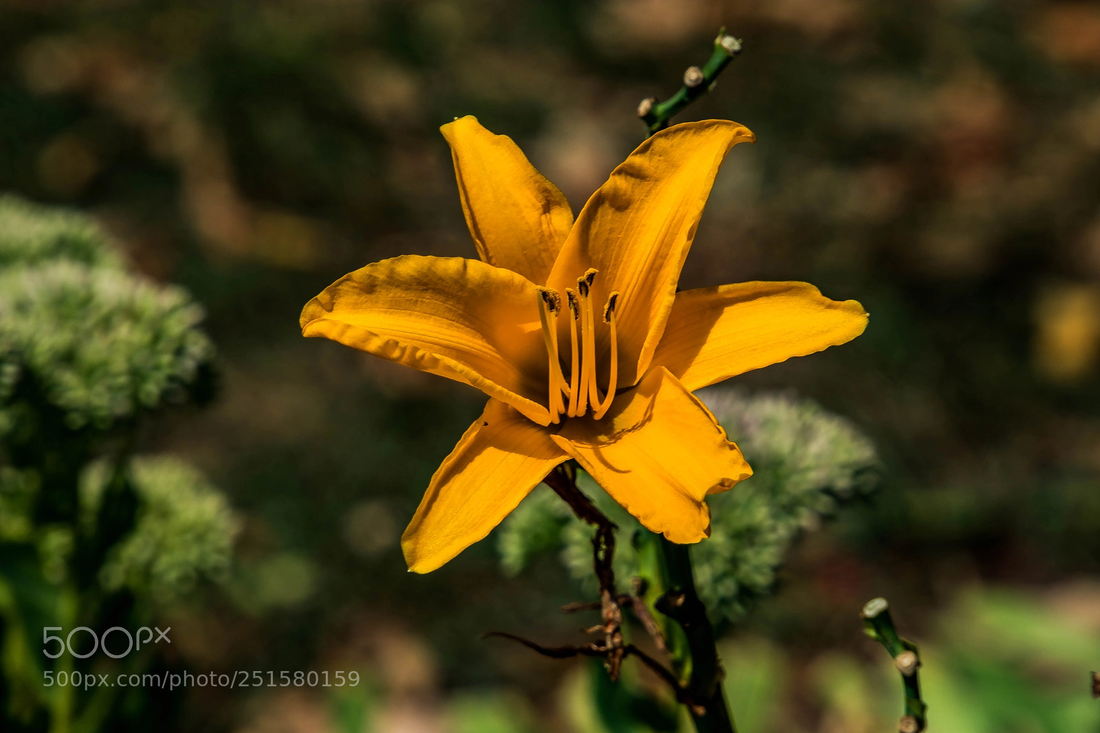 Canon EOS M5 sample photo. Beautifully alone photography