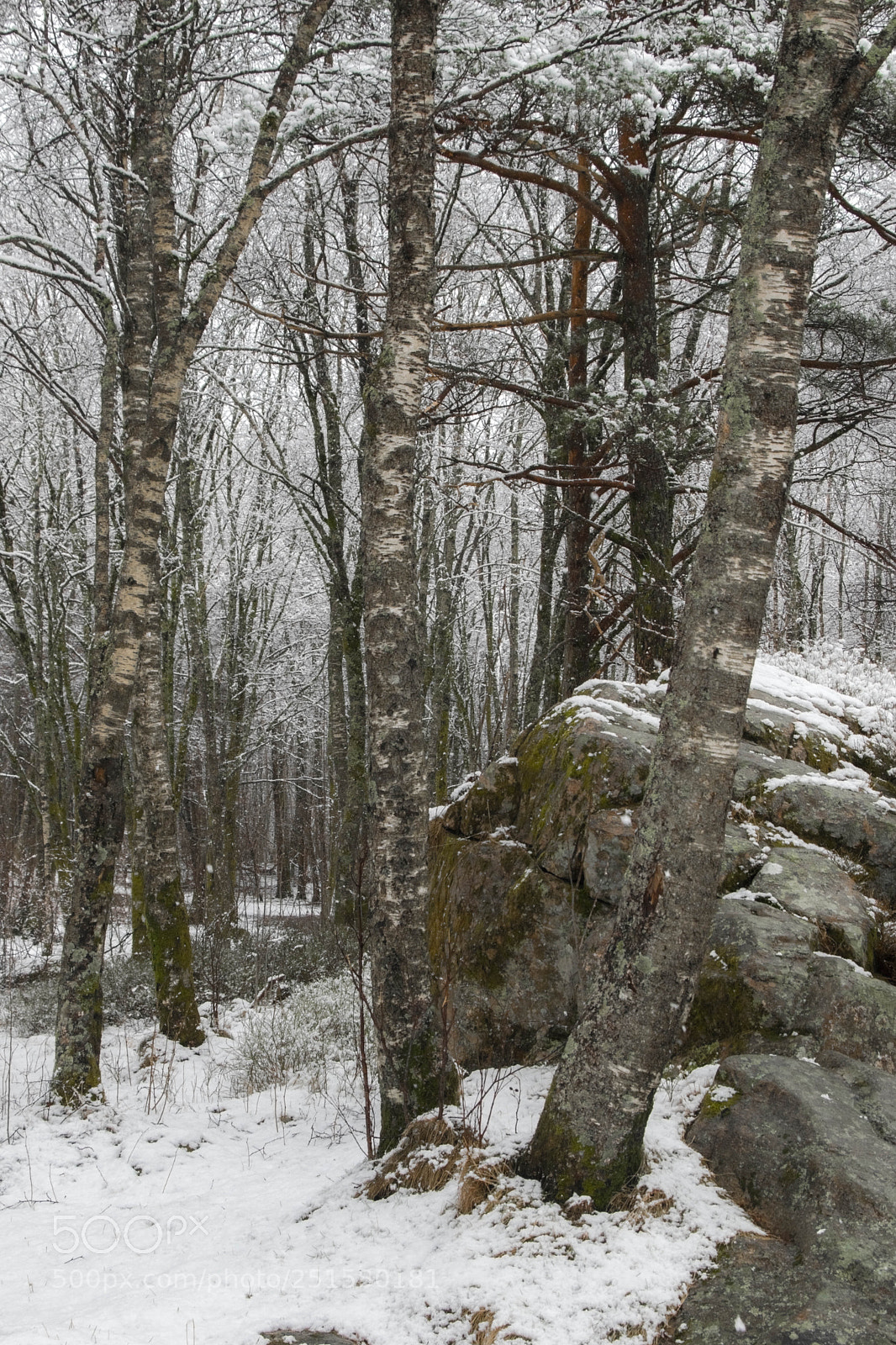 Nikon D5300 sample photo. Snowfall in the woods photography
