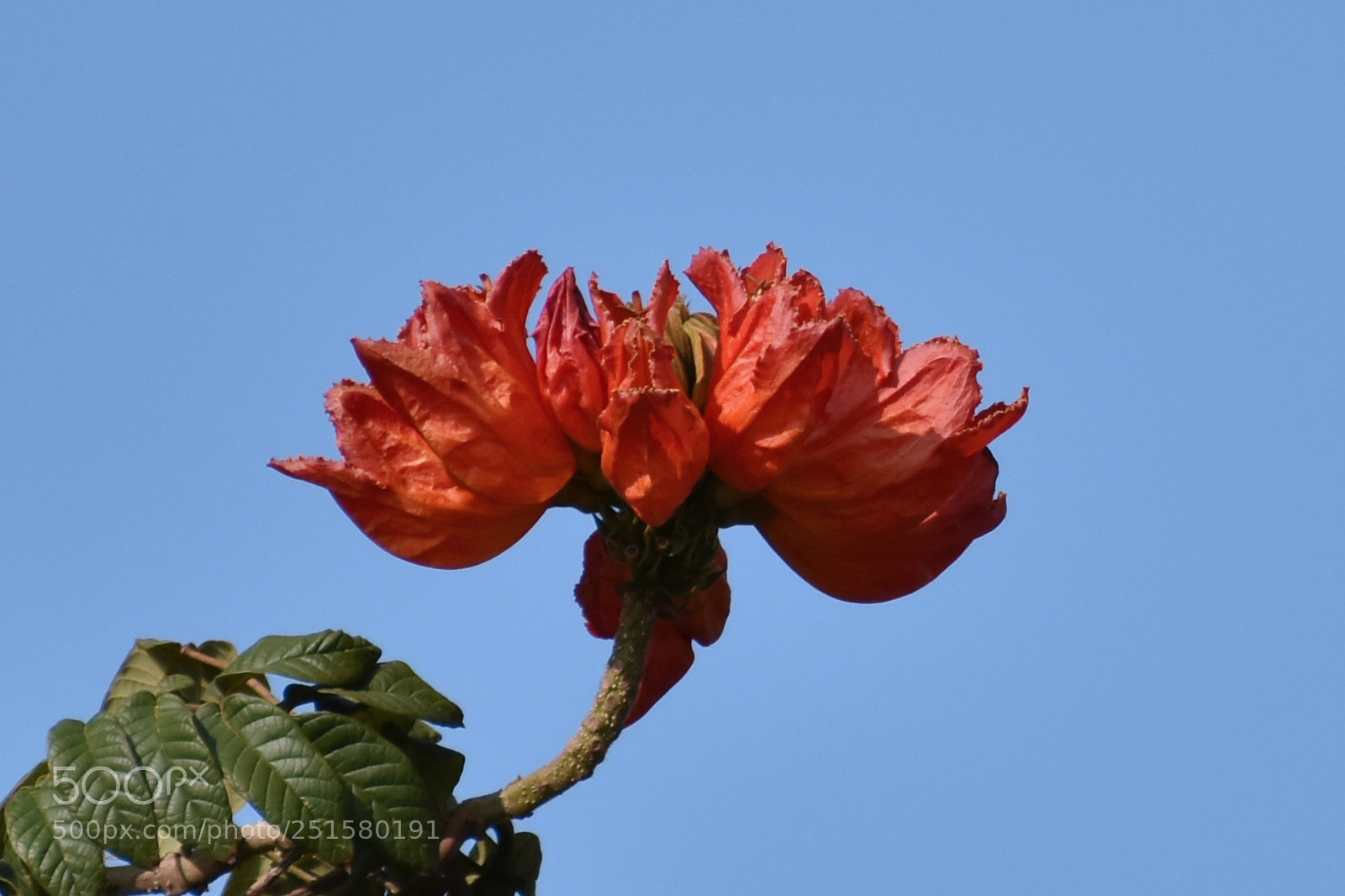 Nikon D7200 sample photo. 火焰树 photography