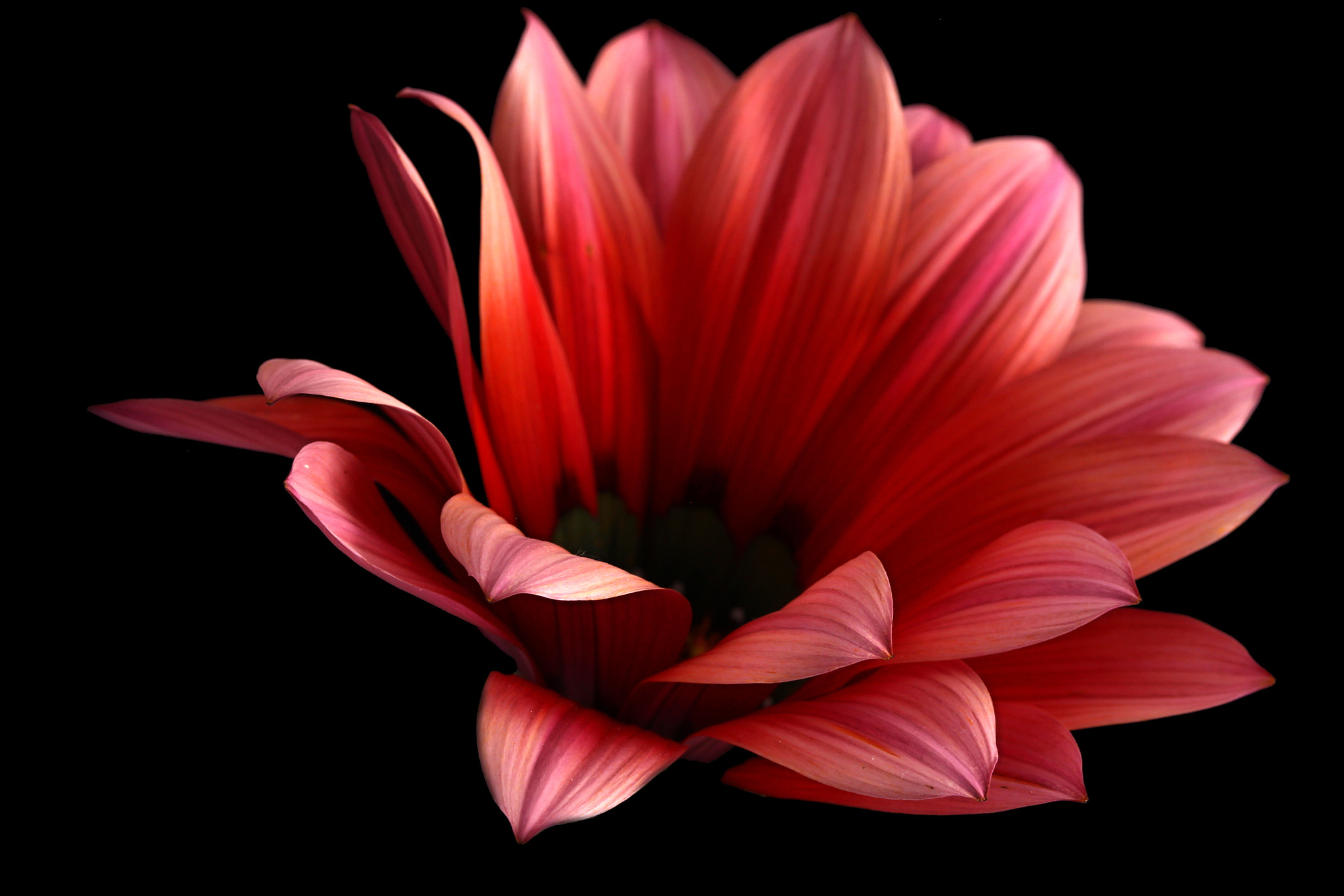Canon EF-S 60mm F2.8 Macro USM sample photo. Magic photography
