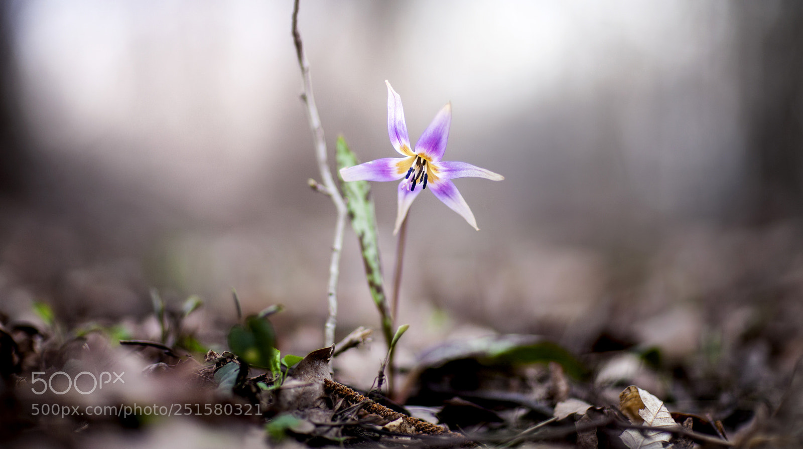 Canon EOS-1Ds Mark III sample photo. Untitled photography