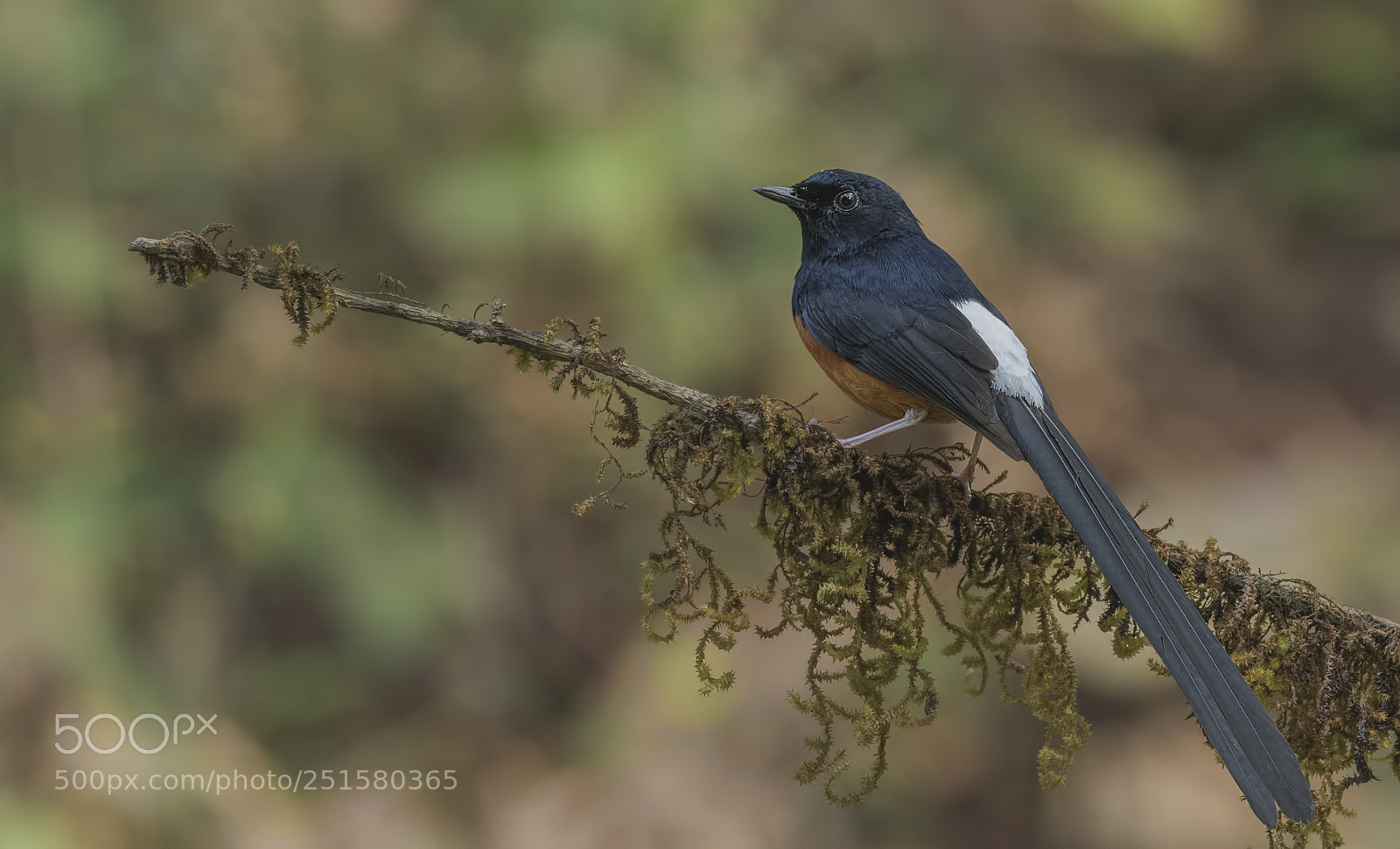 Nikon D500 sample photo. White-rumped shama photography